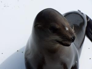 A seal image