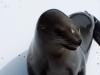 A seal