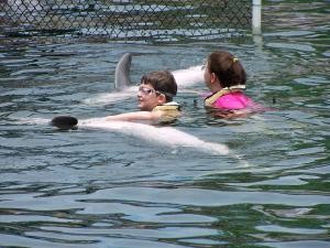 Swimming with dolphins image