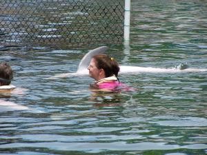 Swimming with dolphins image