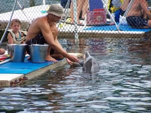 The dolphin trainer image