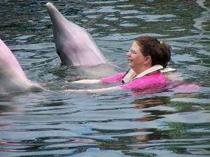 Swimming with dolphins image