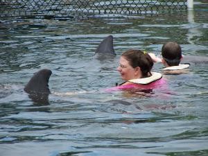 Swimming with dolphins image