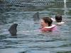 Swimming with dolphins