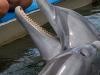 Dolphins