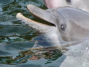 Dolphins image