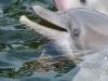 Dolphins