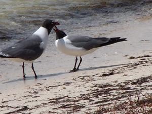 Seagulls image