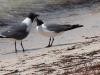 Seagulls