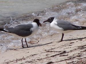 Seagulls image