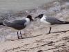 Seagulls