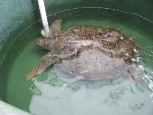 Injured turtle image