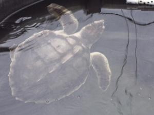 Injured turtle image