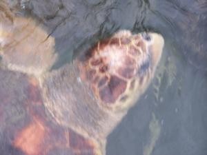 Injured turtle image