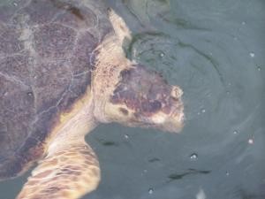 Injured turtle image