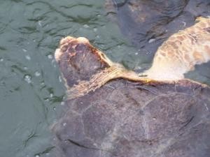 Injured turtle image