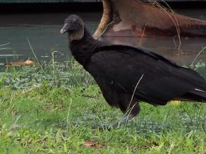 Vulture image