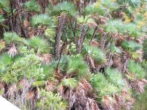 The Everglades image