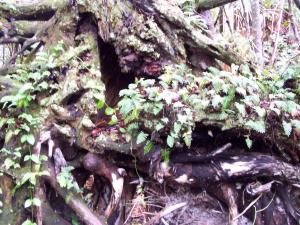 The Everglades image