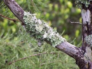 Moss on a branch image