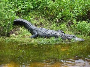 Alligator image