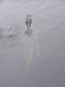Alligator image