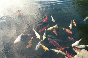 Koi pond at the Hilo Seaside Hotel image