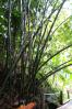 Sugar cane