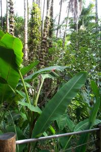 Botanical gardens image