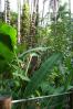 Botanical gardens