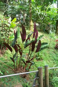 Botanical gardens image