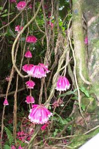 Botanical gardens image