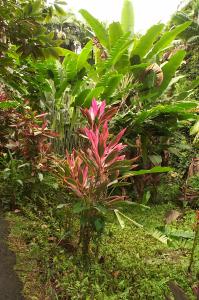 Botanical gardens image