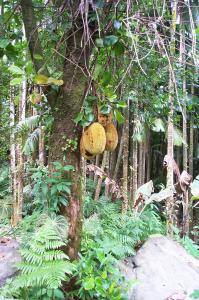 Breadfruit tree image