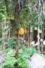 Breadfruit tree