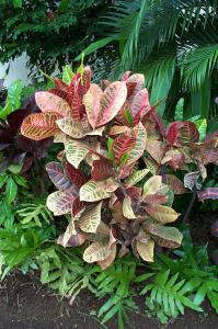 Tropical plant image