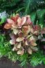 Tropical plant