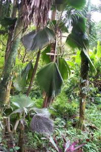 Fan palm image