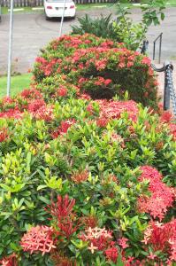Flowers in front of the Crouching Lion Restaurant image