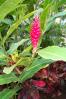 Ginger flower