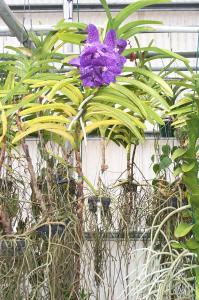 Orchid image