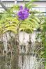 Orchid