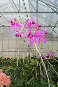 Orchids image