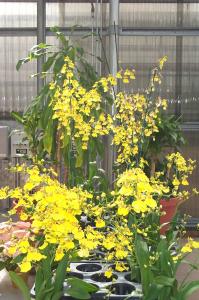Yellow orchids image