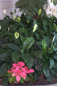 Poinsetta with lilies image