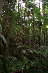 Palm tree forest image