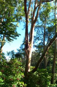 Rainbow bark eucalyptus trees image