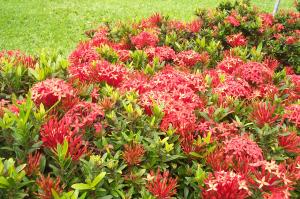 Flowers image