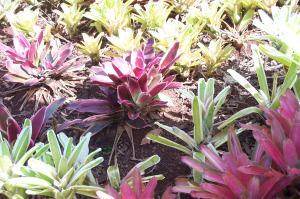 Flowers at the Dole Plantation image