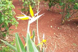 Bird of Paradise flower image